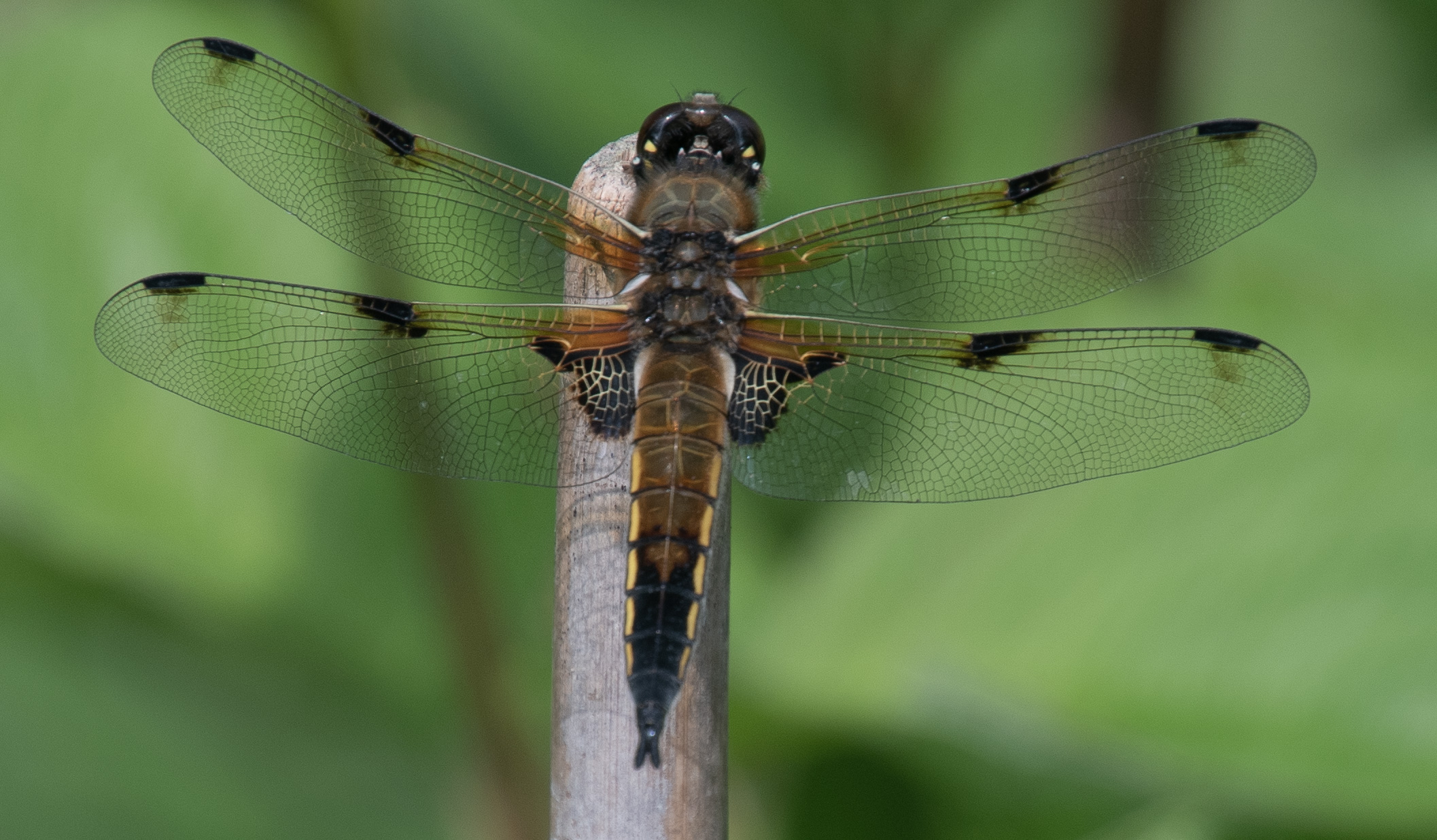 July: Four-spotted Chaser, Hopbines Garden